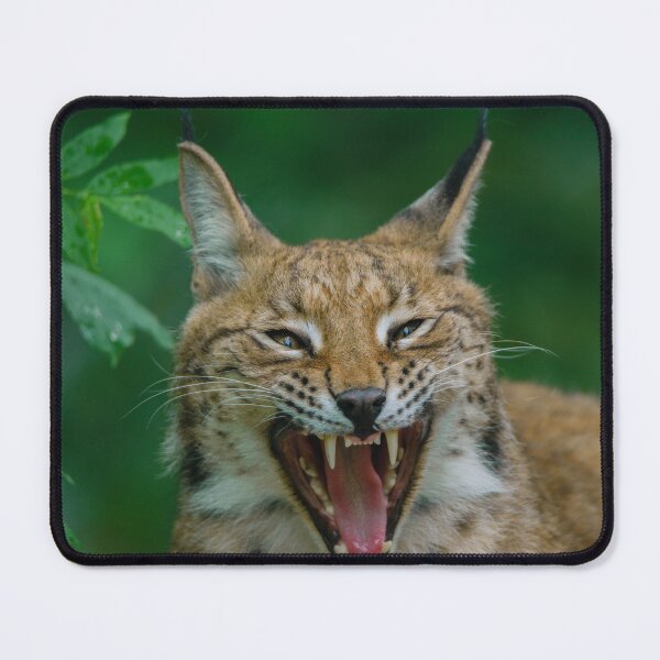 Item preview, Lynx Showing His Teeth designed and sold by rawshutterbug.
