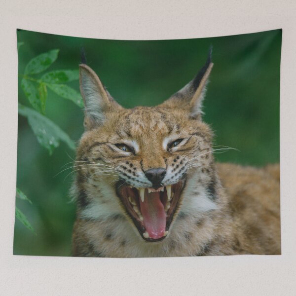 Item preview, Lynx Showing His Teeth designed and sold by rawshutterbug.