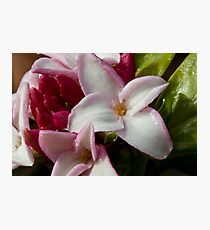 Daphne odora Photographic Print