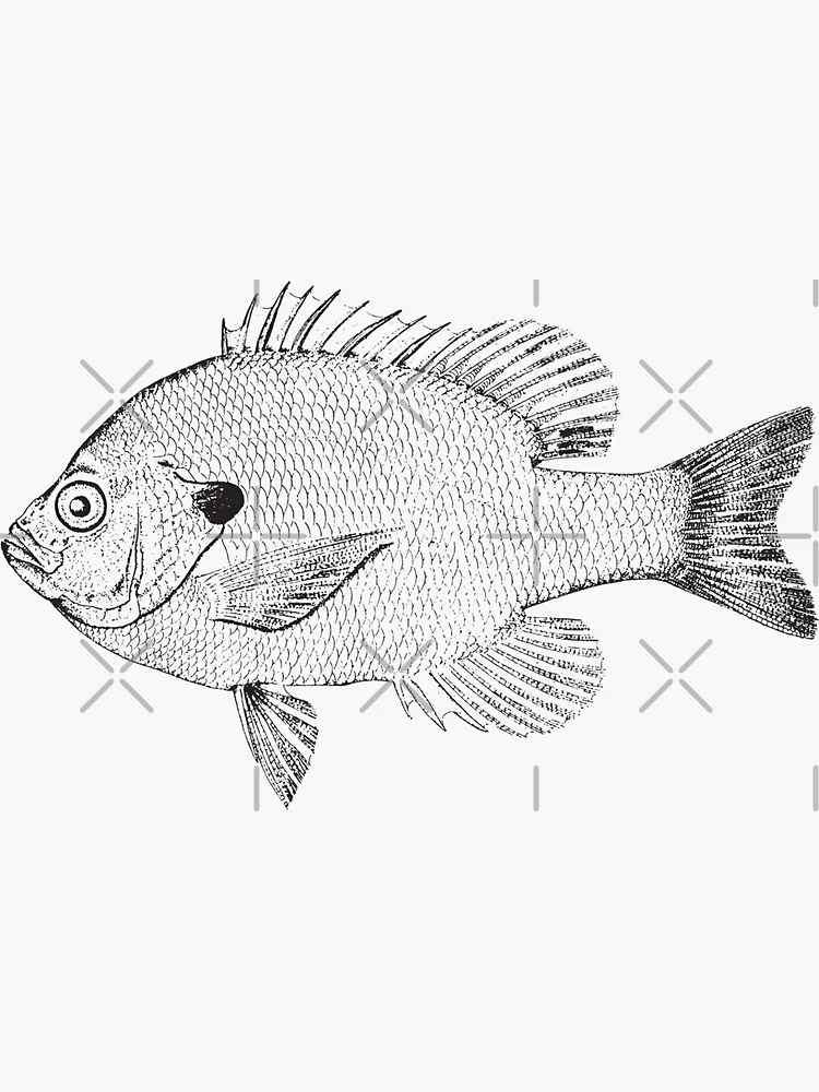 Bluegill Sketch Sticker for Sale by MixedBags