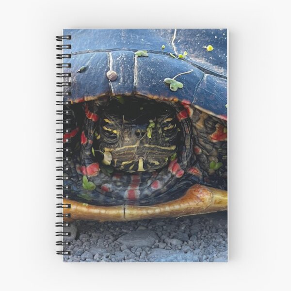 Item preview, tortuga pintada designed and sold by OminousT.