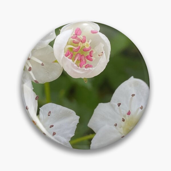 Item preview, Mayflower Hawthorn by Mark Ewing designed and sold by LifeSpice.