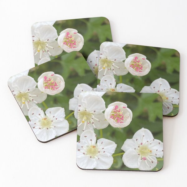Item preview, Mayflower Hawthorn by Mark Ewing designed and sold by LifeSpice.