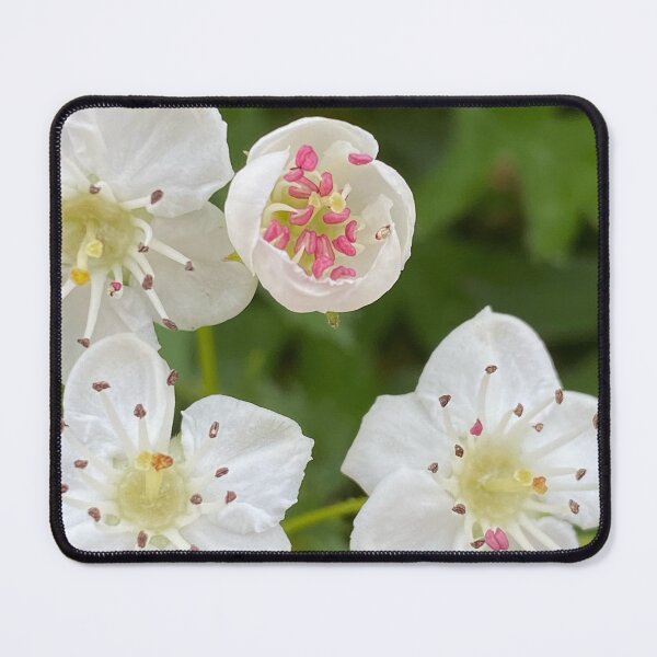 Item preview, Mayflower Hawthorn by Mark Ewing designed and sold by LifeSpice.