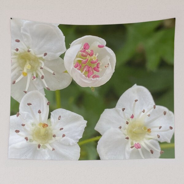 Item preview, Mayflower Hawthorn by Mark Ewing designed and sold by LifeSpice.