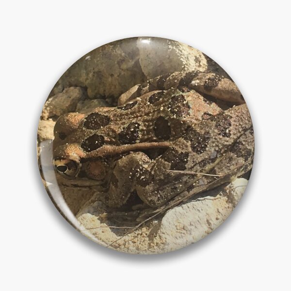 Item preview, Rio Grande Leopard Frog 1 designed and sold by NimsNature.