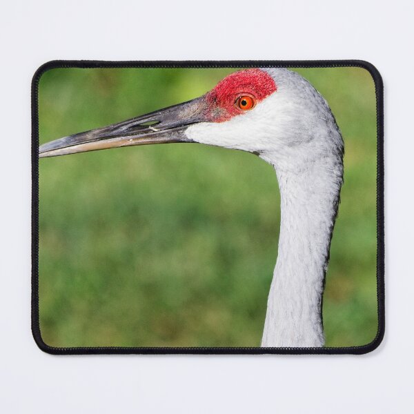 Item preview, Sandhill Crane Portrait 5 designed and sold by StevenRalserPhoto.