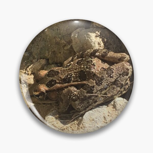 Item preview, Rio Grande leopard frog 2 designed and sold by NimsNature.