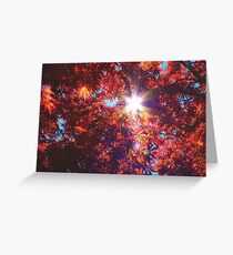 Star in the Maple - Maple Tree - NZ Greeting Card