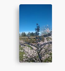 Blossoms Canvas Print