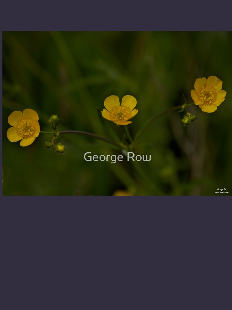 Three Meadow Buttercups - Burntollet Woods, County Derry by VeryIreland