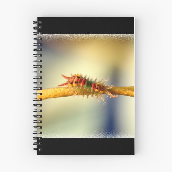 Item preview, Painted cup moth (Caterpiller)- Doratifera oxleyi designed and sold by naturek.