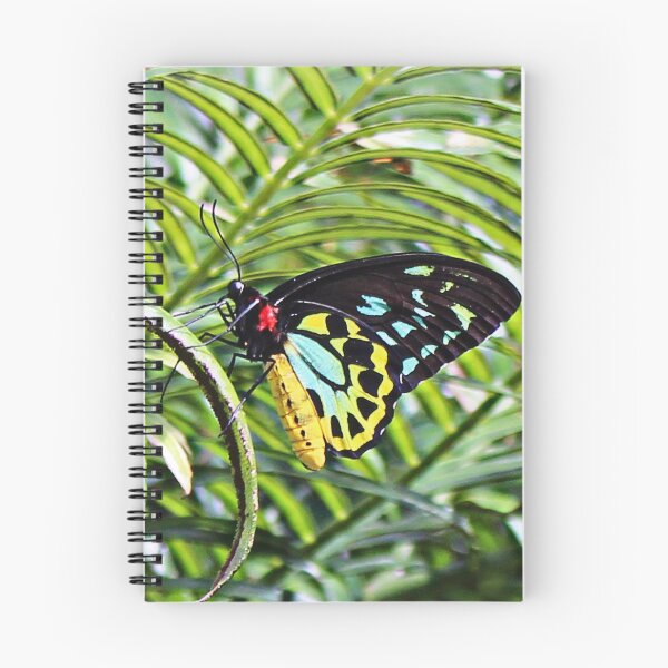 Item preview, Ornithoptera euphorion (Cairns Birdwing Butterfly) designed and sold by naturek.