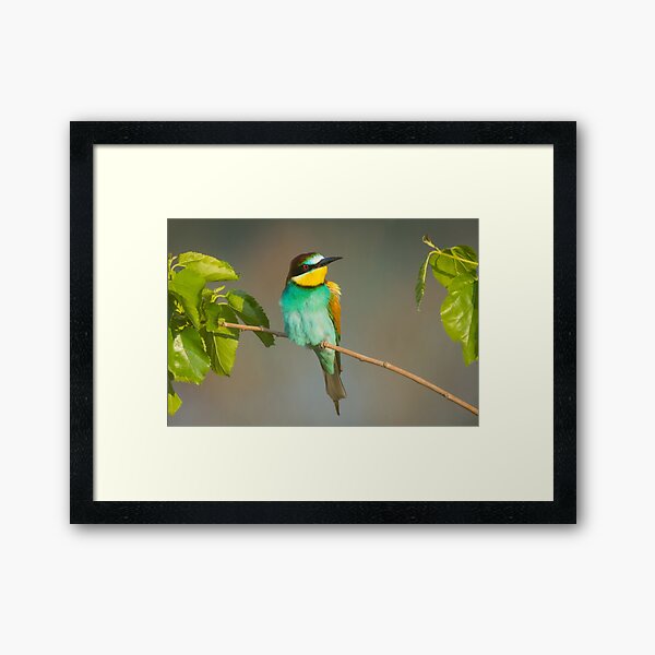 Angry bird - European bee eater Framed Art Print