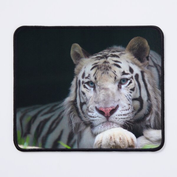 Item preview, White Tiger stare II designed and sold by TVD-Photography.
