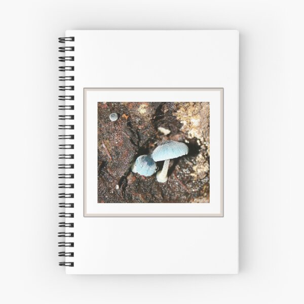 Item preview, Mycena interrupta designed and sold by naturek.
