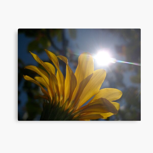 SunKissed Metal Print