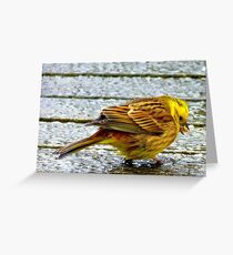 I wish these seeds weren't so hard! - Yellow Hammer - NZ Greeting Card
