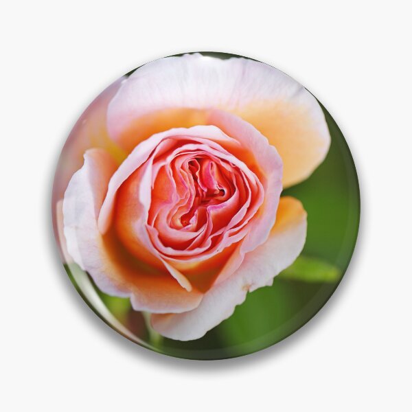 Item preview, Abraham Darby Rose Lush Flower designed and sold by Joy Watson - Natural Light Photography .