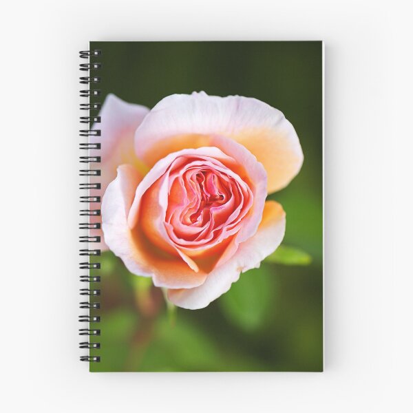 Item preview, Abraham Darby Rose Lush Flower designed and sold by Joy Watson - Natural Light Photography .