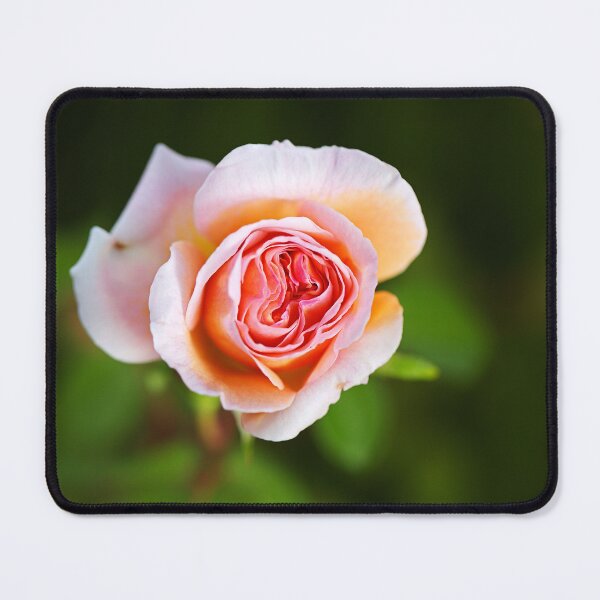 Item preview, Abraham Darby Rose Lush Flower designed and sold by Joy Watson - Natural Light Photography .