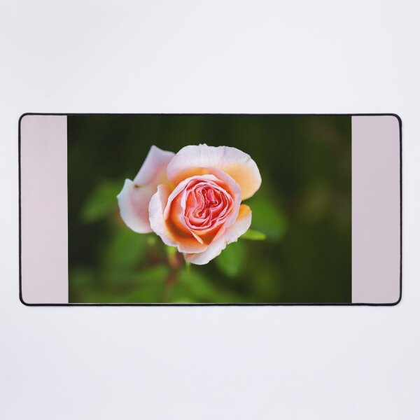 Item preview, Abraham Darby Rose Lush Flower designed and sold by Joy Watson - Natural Light Photography .