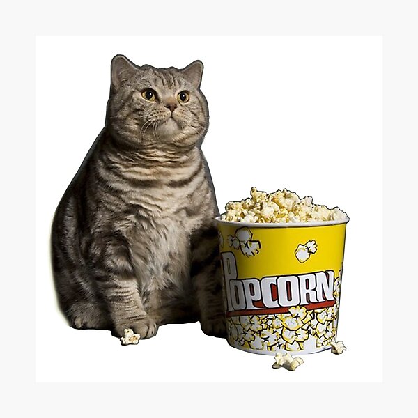 popcorn cat Photographic Print