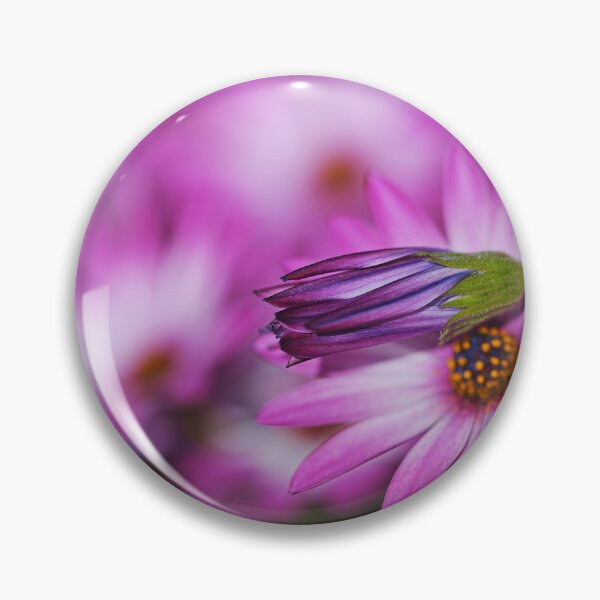 Item preview, Cape Daisies Bud Lays Over Pink  designed and sold by Joy Watson - Natural Light Photography .