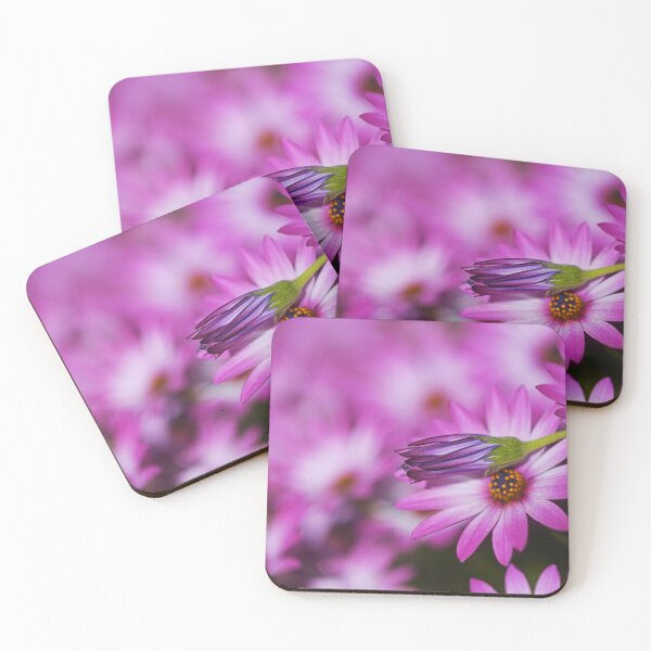 Item preview, Cape Daisies Bud Lays Over Pink  designed and sold by Joy Watson - Natural Light Photography .