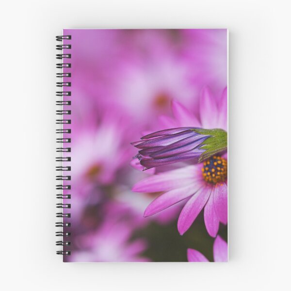 Item preview, Cape Daisies Bud Lays Over Pink  designed and sold by Joy Watson - Natural Light Photography .