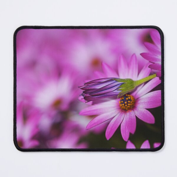 Item preview, Cape Daisies Bud Lays Over Pink designed and sold by Joy Watson - Natural Light Photography .
