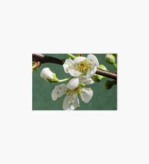Plum Blossom with bud Art Board