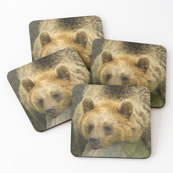 Item preview, Resting Brown Bear  designed and sold by rawshutterbug.