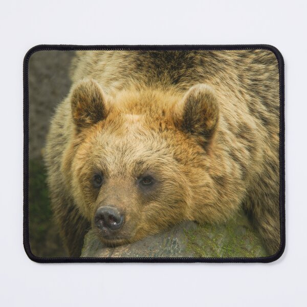Item preview, Resting Brown Bear designed and sold by rawshutterbug.