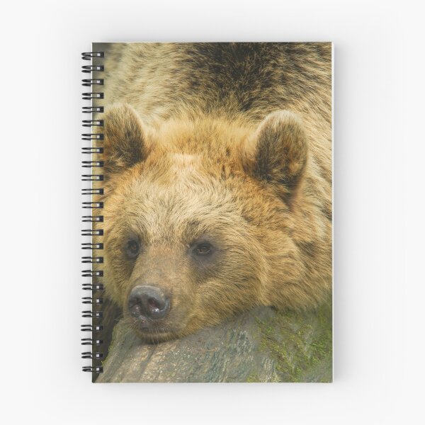 Item preview, Resting Brown Bear  designed and sold by rawshutterbug.