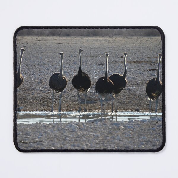 Item preview, Ostriches at a waterhole designed and sold by Speedy.