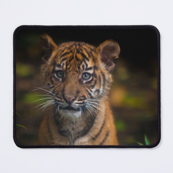 Item preview, Baby Tiger Portrait designed and sold by TVD-Photography.