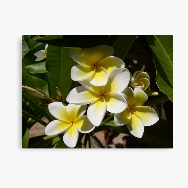 Paniquet Canvas Print