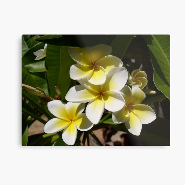 Paniquet Metal Print
