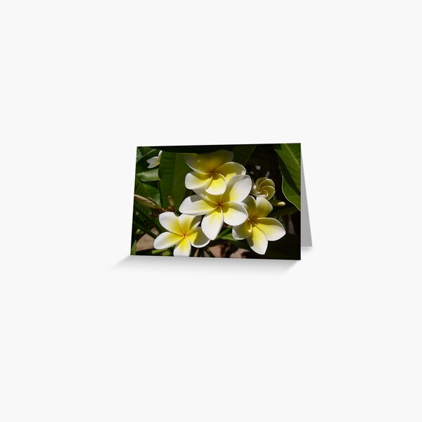 Paniquet Greeting Card