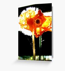 Natures Fire works! - Poppy & Dandelion - NZ Greeting Card