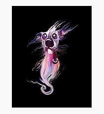 Crazy Dog Photographic Print