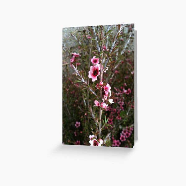 Manuka morning Greeting Card