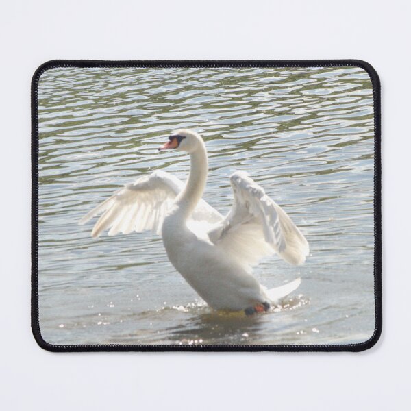 Item preview, Mute Swan designed and sold by days-photographic.