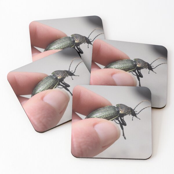 Item preview, Necklace ground beetle (Carabus monilis) held in hand 1 designed and sold by Furiarossa.