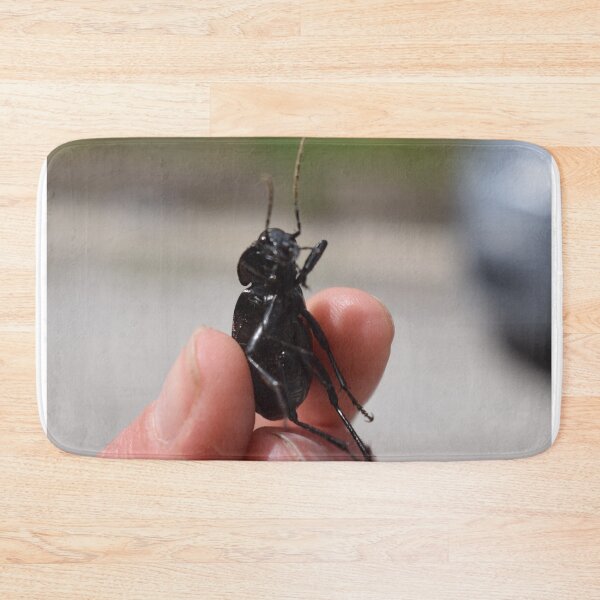 Item preview, Necklace ground beetle (Carabus monilis) held in hand 2 designed and sold by Furiarossa.