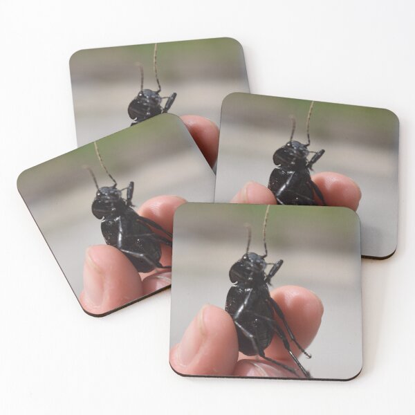 Item preview, Necklace ground beetle (Carabus monilis) held in hand 2 designed and sold by Furiarossa.