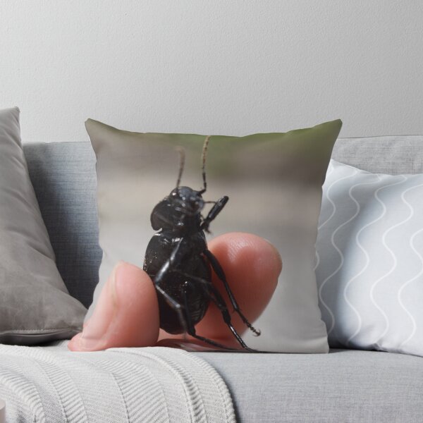 Item preview, Necklace ground beetle (Carabus monilis) held in hand 2 designed and sold by Furiarossa.
