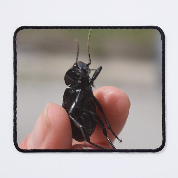 Item preview, Necklace ground beetle (Carabus monilis) held in hand 2 designed and sold by Furiarossa.