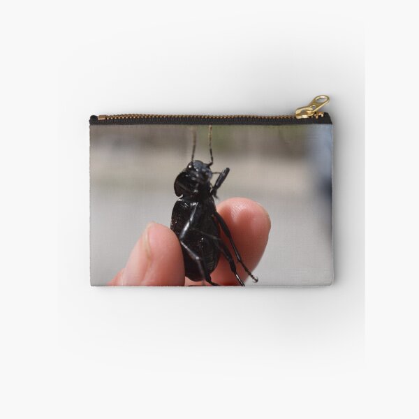 Item preview, Necklace ground beetle (Carabus monilis) held in hand 2 designed and sold by Furiarossa.